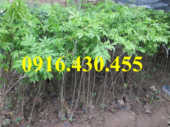 Cây giống sấu ghép